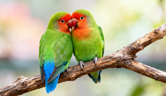 Cara Bisnis Burung Lovebird